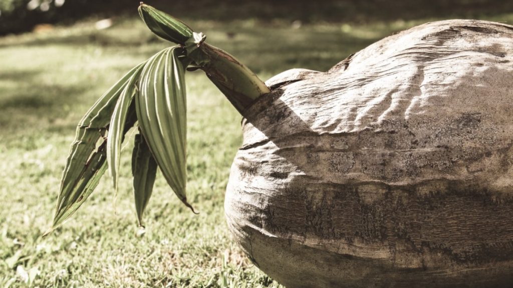 Caribbean Coconuts A Surprising Fact I'm Sure You Didn't Know!